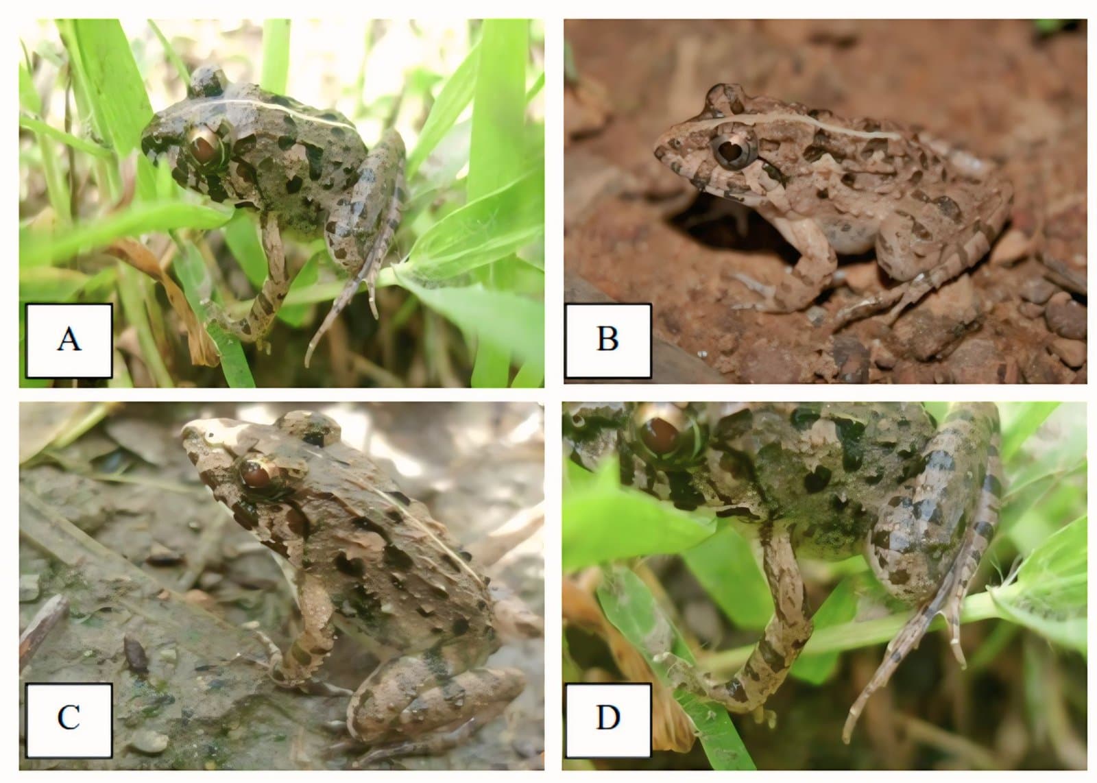 Figure 3. Fejervarya cancrivora (Crab-eating frog) recorded in Pucoek Krueng Alue Seulaseh: (A) Field specimen, (B) Reference specimen (source: Reptiles and Amphibians of Bangkok), (C) Skin texture and coloration, (D) Foot morphology.
