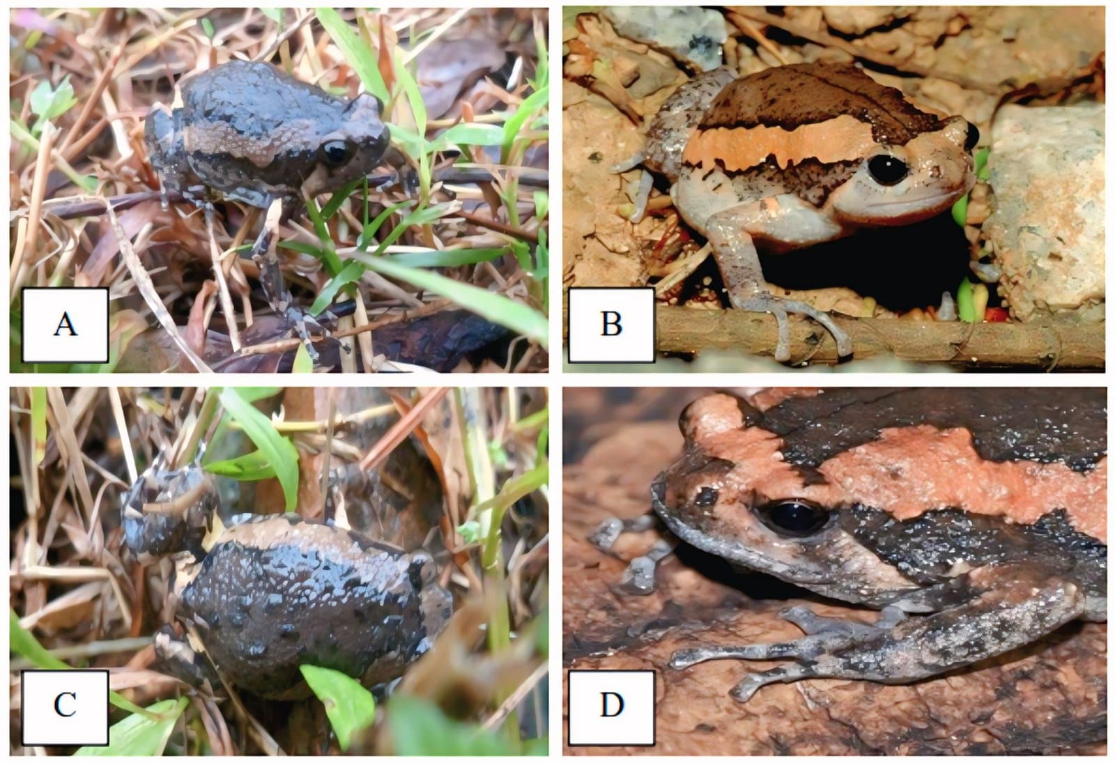 Figure 2. Kaloula pulchra (Banded Bullfrog) recorded in Pucoek Krueng Alue Seulaseh: (A) Field specimen, (B) Reference specimen (Ecology Asia), (C) Skin texture and coloration, (D) Foot morphology.