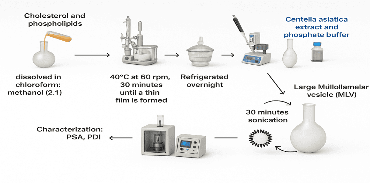 Figure 2. Schematic representation of C. asiatica extract liposome preparation by thin-layer hydration method.