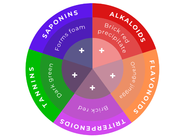 Figure 3. Phytochemical screening results of ethanol extract of C. asiatica (L.) Urban.