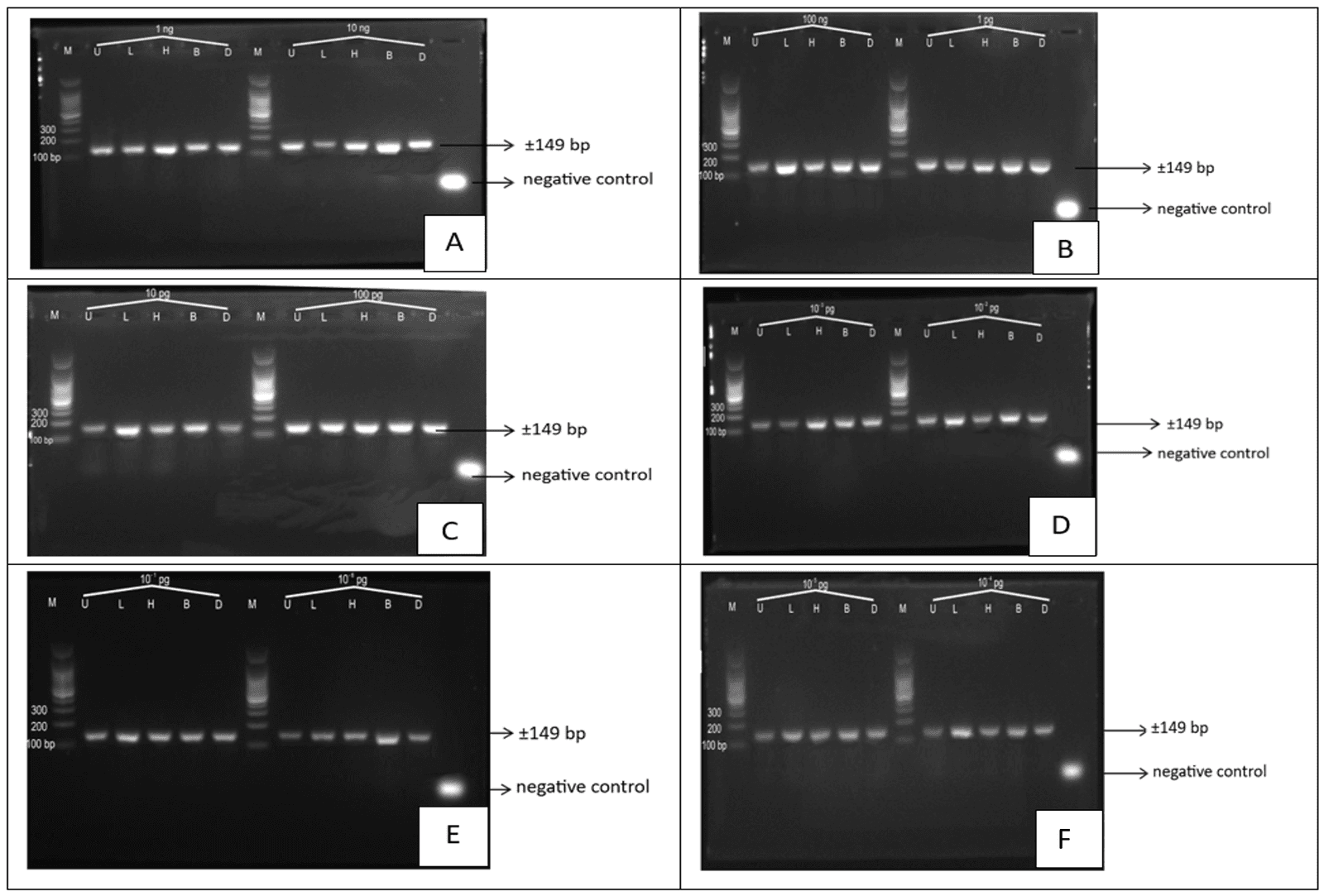 Figure 2. Agarose gel electrophoresis of PCR products from serially diluted porcine DNA templates. A) Visualization of DNA concentrations of 1 ng/ml and 10 ng/ml. B) Visualization of DNA concentrations of 100 ng/ml and 1 pg/ml. C) Visualization of DNA concentrations of 10 pg/ml and 100 pg/ml. D) Visualization of DNA concentrations of 10 pg/ml and 100 pg/ml. E) Visualization of DNA concentrations of 10-1 pg/ml and 10-6 pg/ml. F) Visualization of DNA concentrations of 10-5 pg/ml and 10-4 pg/ml. Description: M: Marker 100 bp; U: Intestine; L: Fat; H: Liver; B: Blood; D: Meat. D: Meat