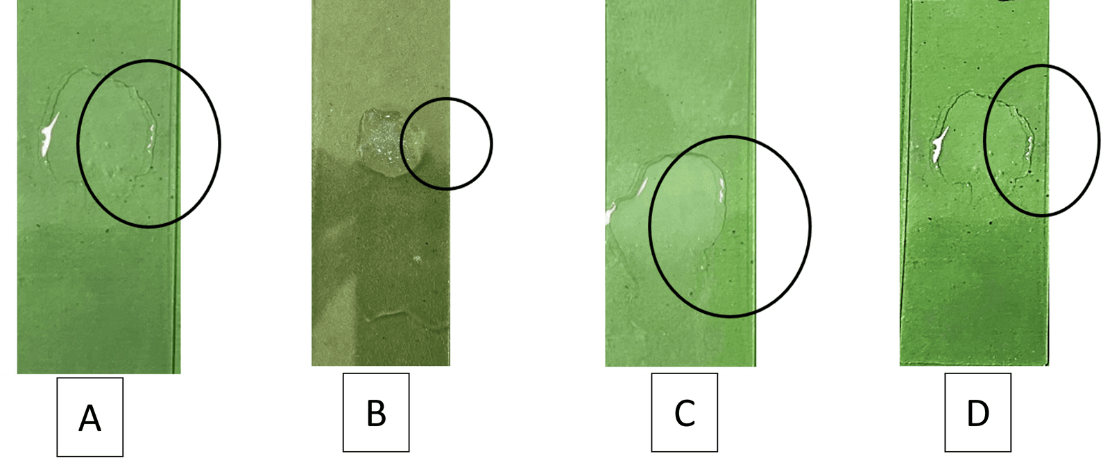 Figure 5. Results of catalase activity in tilapia A. 0 h, B. 3 h, C. 4 h, D. 5 h.