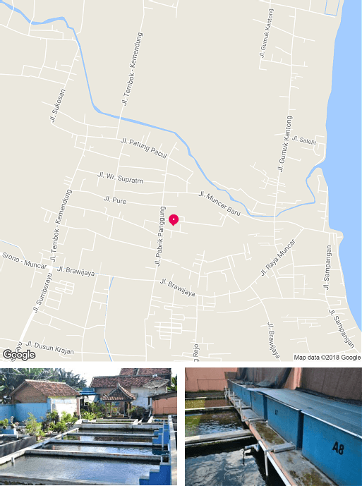 Figure 1. Location and pond condition of Pusat Pelatihan Mandiri Kelautan dan Perikanan (P2MKP) Raja Lele in Banyuwangi, Indonesia.