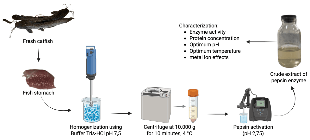 Figure 1. Extraction of pepsin enzyme from catfish stomach (Clarias sp.).
