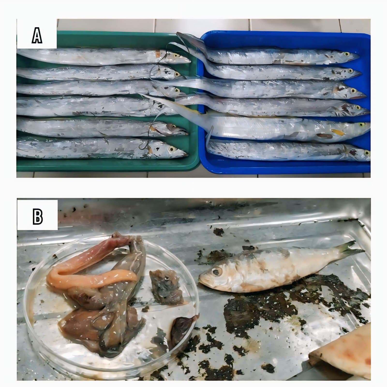 Figure 1. Ribbonfish (Trichiuridae) specimens collected for parasitological examination and digestive tract contents. Source: Personal documentation, 2022.