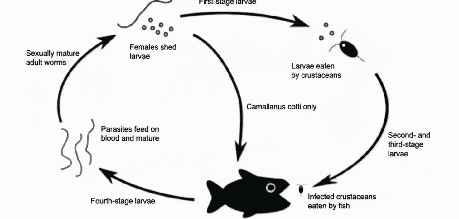 Figure 6. Life cycle of Camallanus sp.