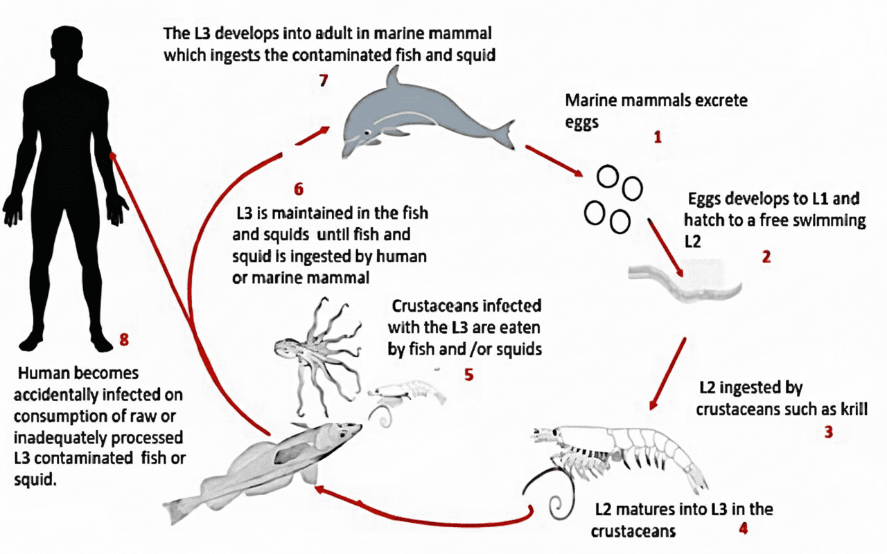 Figure 4. Transmission process of Anisakis sp. from marine hosts to human.