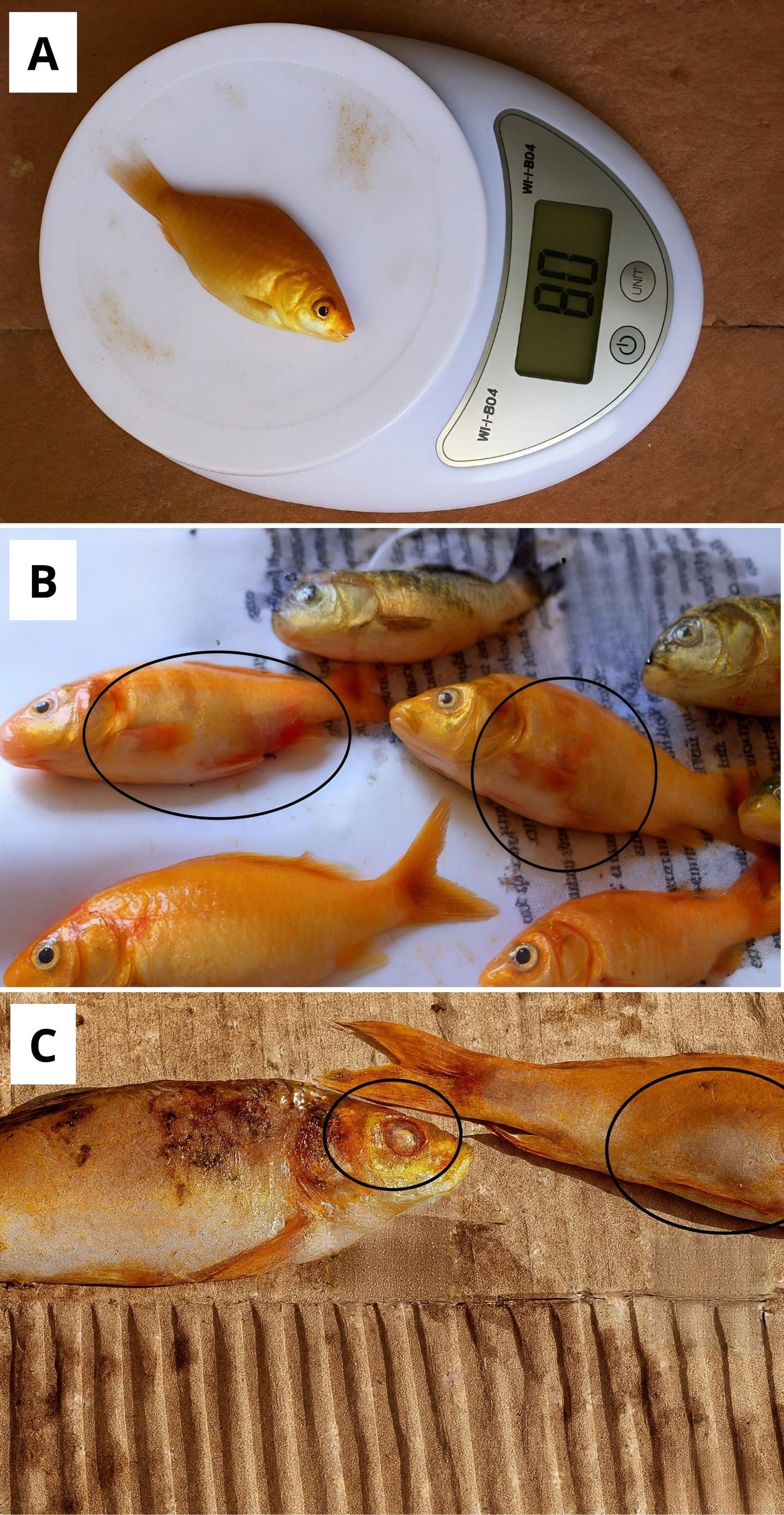 Figure 1. Clinical appearance of juvenile common carp infected with Aeromonas hydrophila. A) Healthy fish showing normal coloration and no external lesions. B) Early infection showing hemorrhagic lesions on the skin surface (circled). C) Advanced symptoms including exophthalmia/protruding eyes (circled) and abdominal swelling/dropsy (circled).