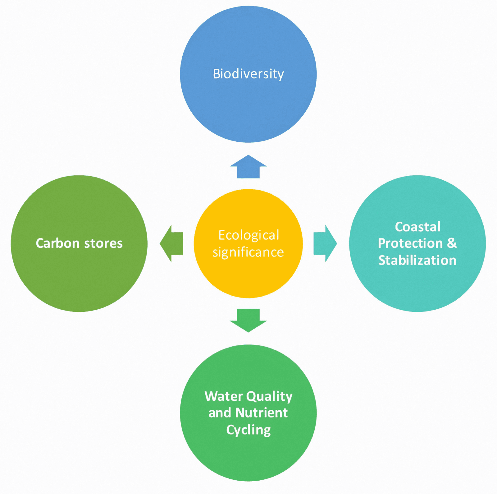 Figure 2. Diagram showing ecological significance of Mangroves.