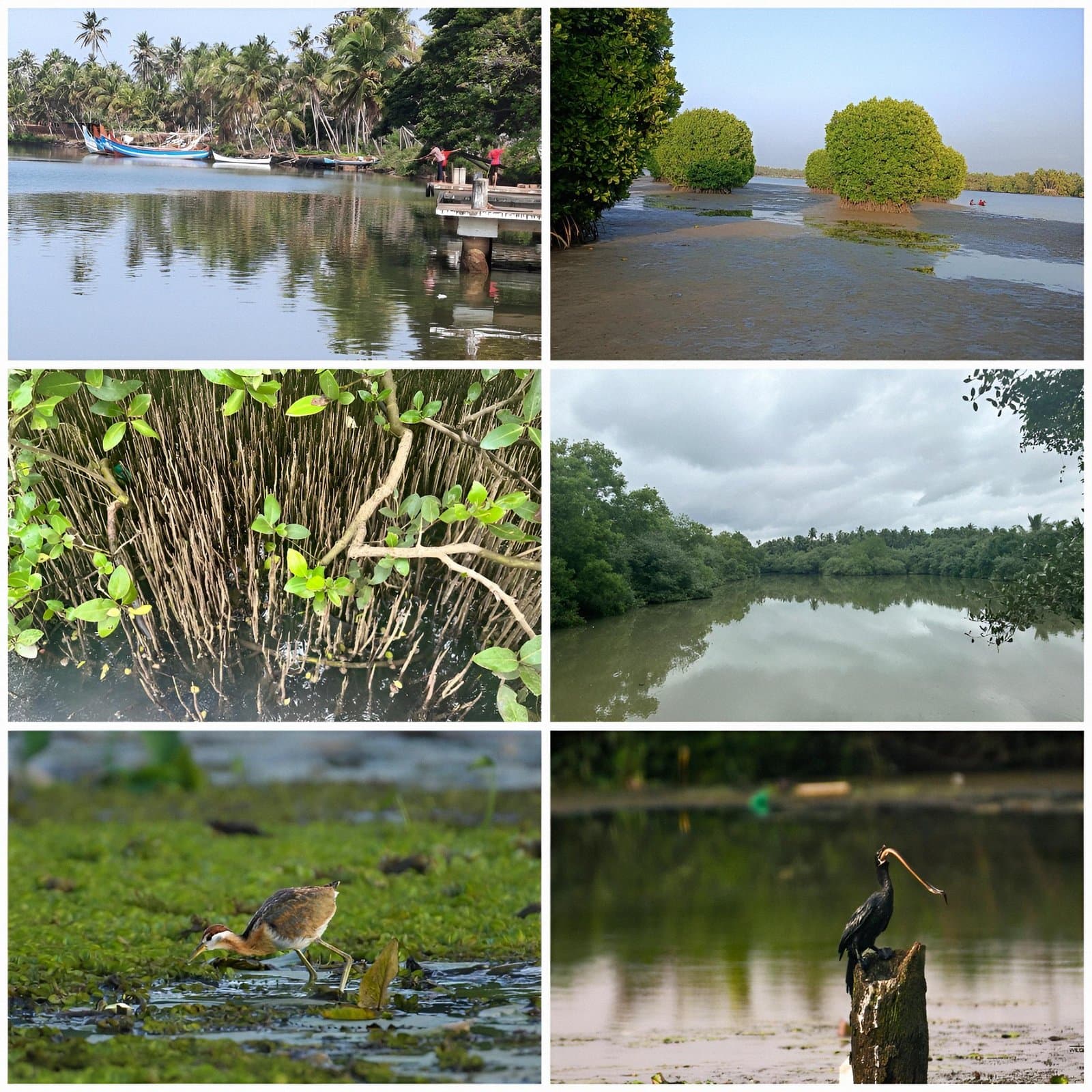Figure 3. Different ecological role of Mangroves.