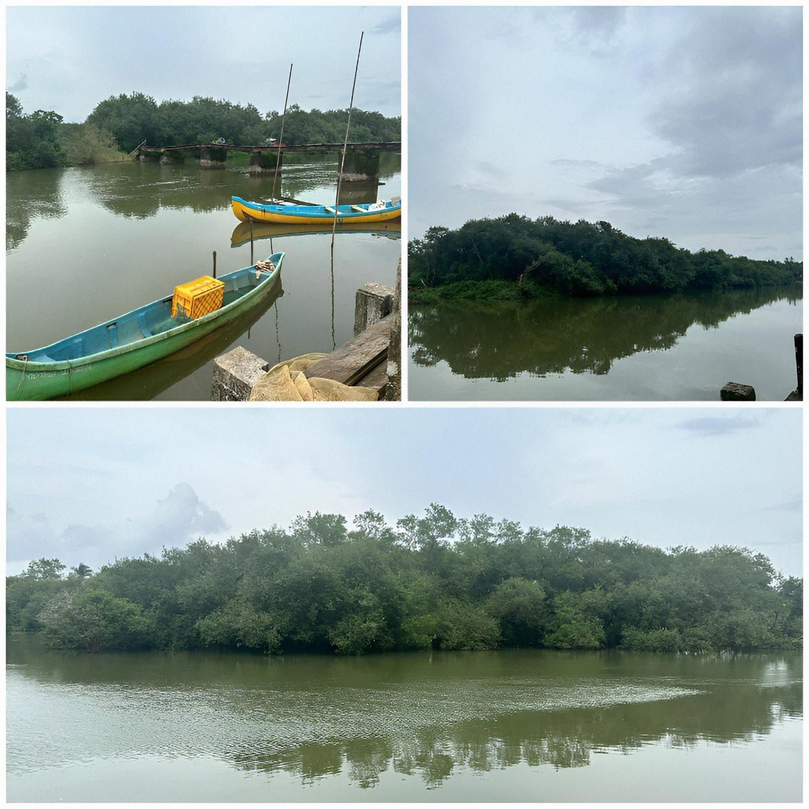 Figure 5. Mangrove ecosystems.