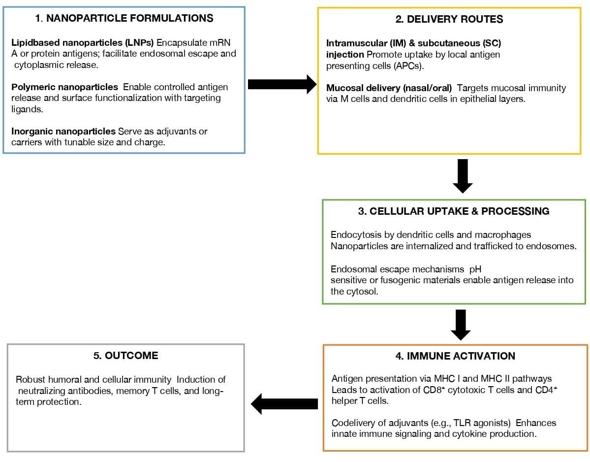 Figure 1. Schematic of nanochemistry-based vaccine delivery pathways.